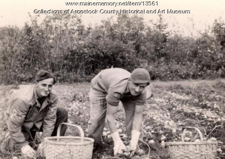 German prisoners picking potatoes, Houlton, 1945