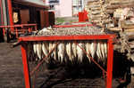 Draining and drying the herring on carts