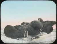 Walrus Herd on Ice Pan, Smith Sound, circa  1923