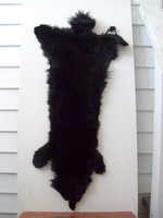 Fox pelt on display at Lincoln Historical Society