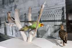 Extinct bird diorama