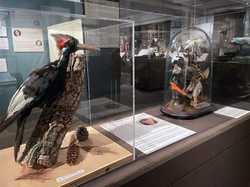 Ivory-billed Woodpecker and Fantasy Bird diorama