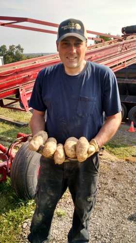 The future of potato growing