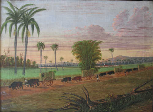 Sugar cane harvesting in Cuba, 1873